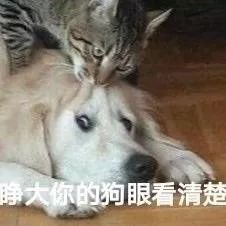 ȫɵ,һֻҽո-13.jpg